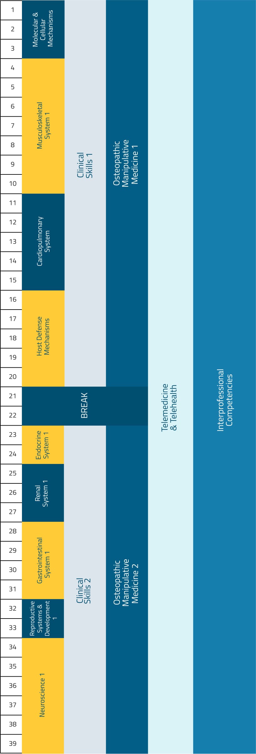 Chart displaying the breakdown of the first-year curriculum by week.